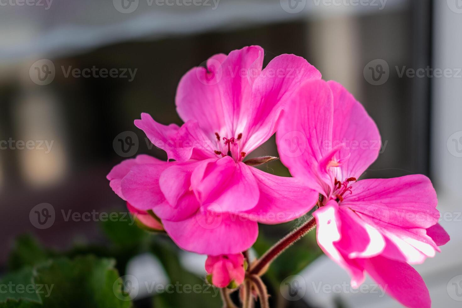 Potted pink geranium on a windowsill, pelargonium photo