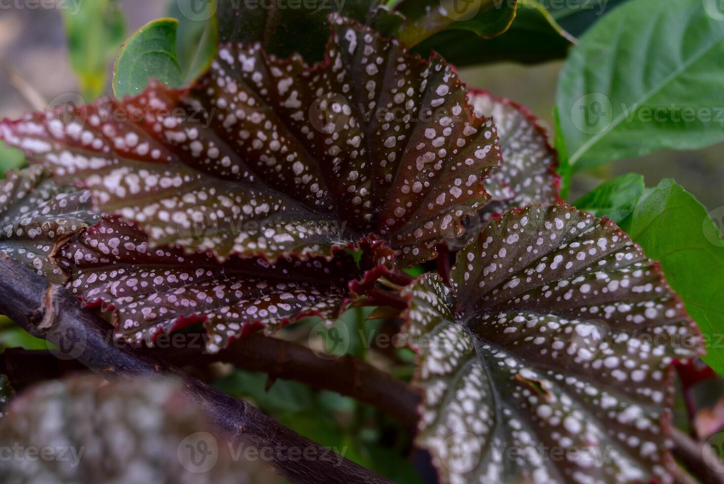 Begonia maculata maculata meaning spotted, the polka dot begonia is a species of begonia. Begonia maculata has green oblong leaves with silver dots. The undersides of the leaves are red purple. photo