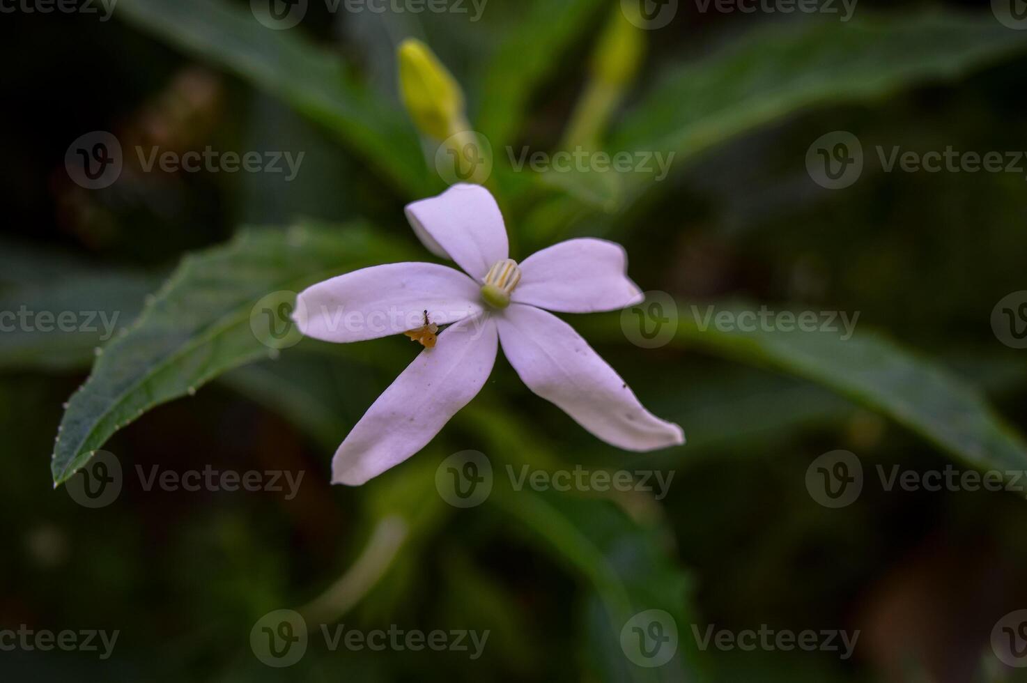 Kitolod or Isotoma longiflora is a plant that is commonly used as a medicinal plant by the community. photo