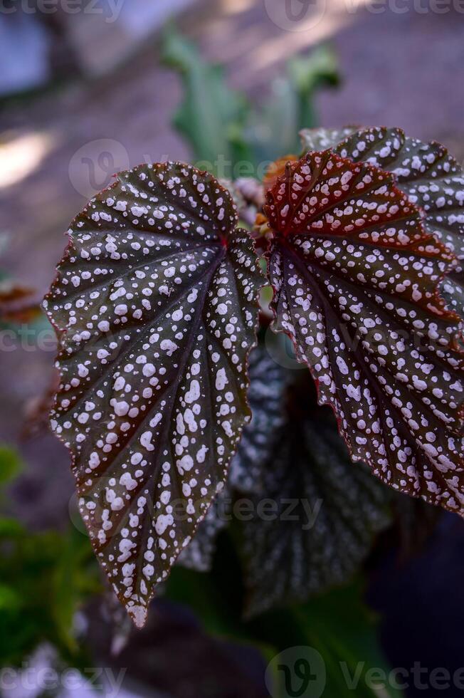Begonia maculata maculata meaning spotted, the polka dot begonia is a species of begonia. Begonia maculata has green oblong leaves with silver dots. The undersides of the leaves are red purple. photo