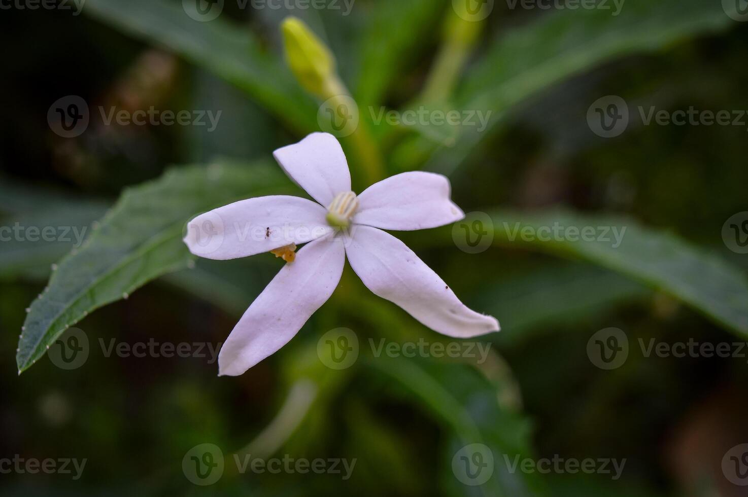 Kitolod or Isotoma longiflora is a plant that is commonly used as a medicinal plant by the community. photo