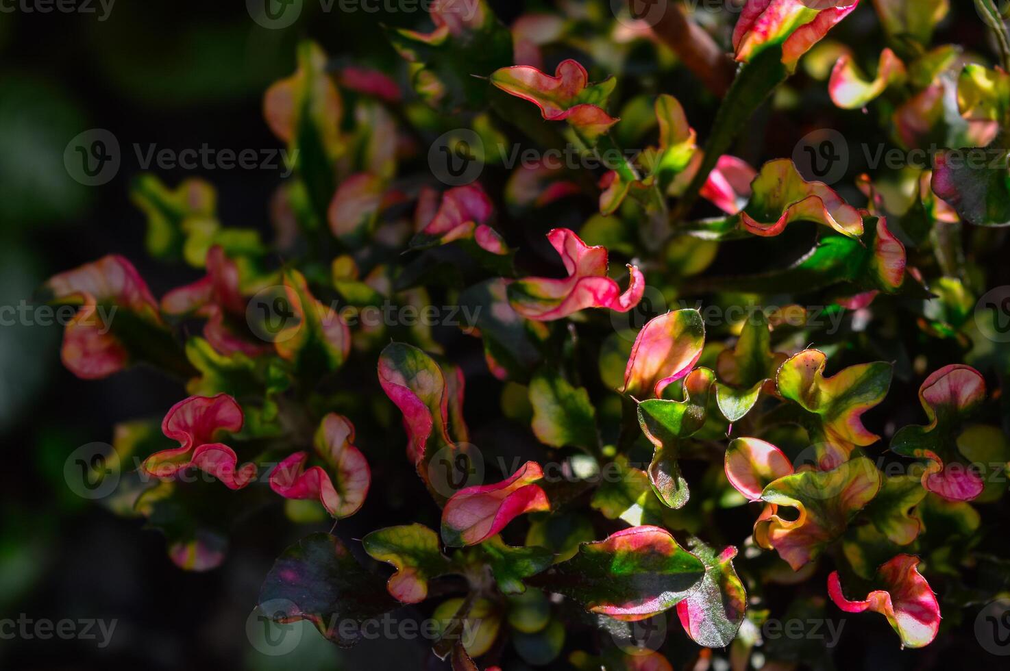 Ornamental plants with pink color. Blurred background. Selective focus. photo