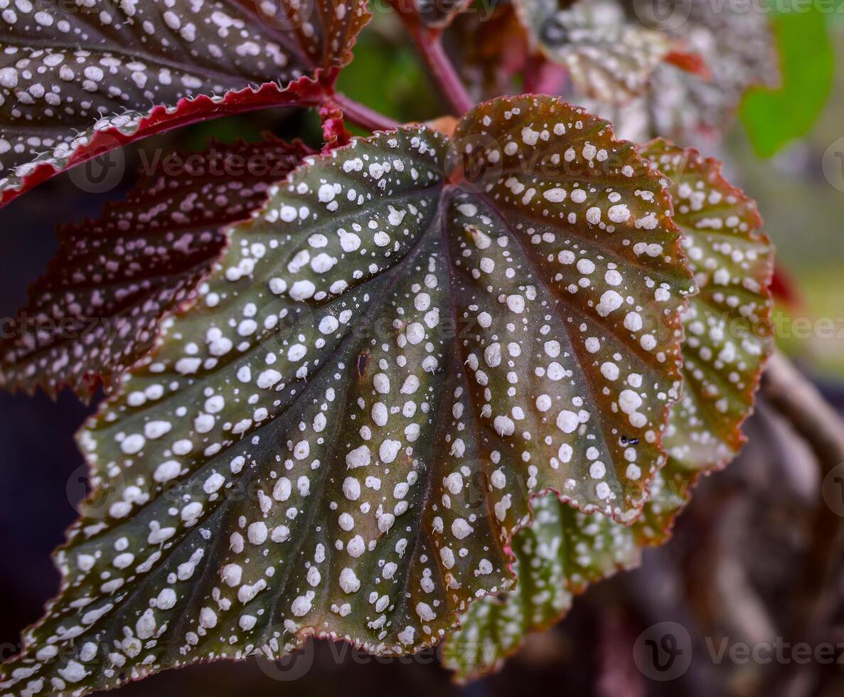 Begonia maculata maculata meaning spotted, the polka dot begonia is a species of begonia. Begonia maculata has green oblong leaves with silver dots. The undersides of the leaves are red purple. photo