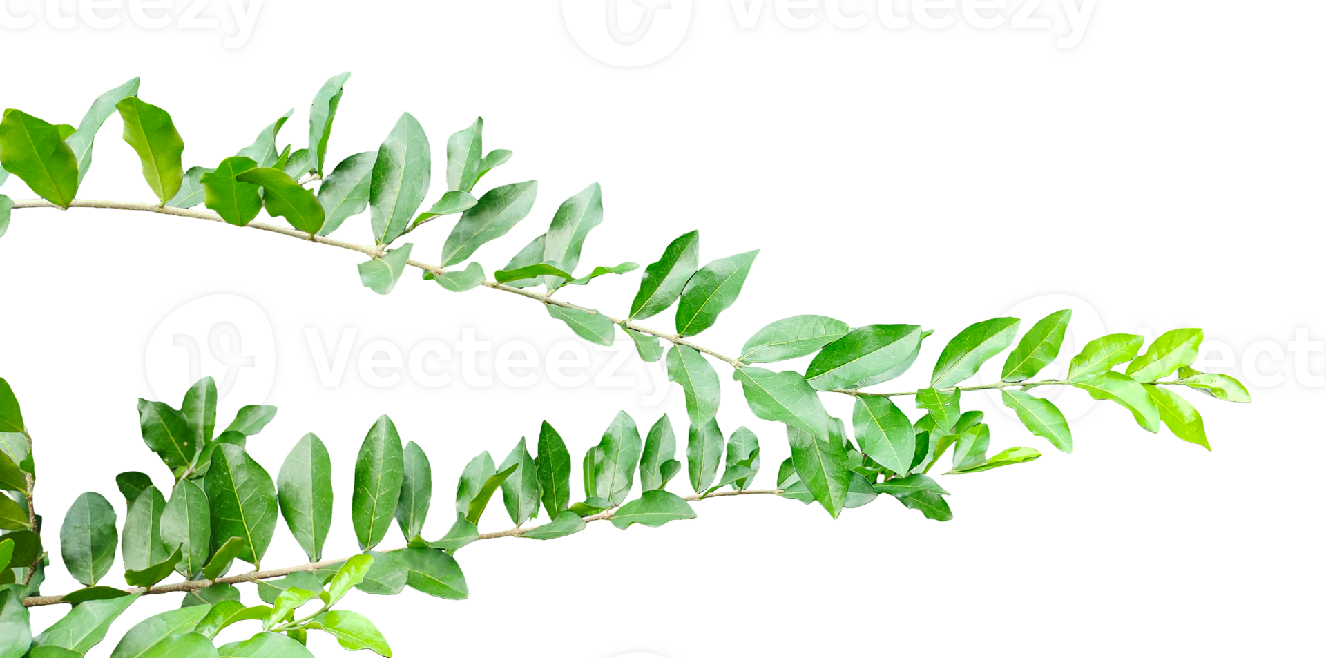 a close up wood apple tree green leaves hanging from a tree on a transparent background, green plant on a background, png