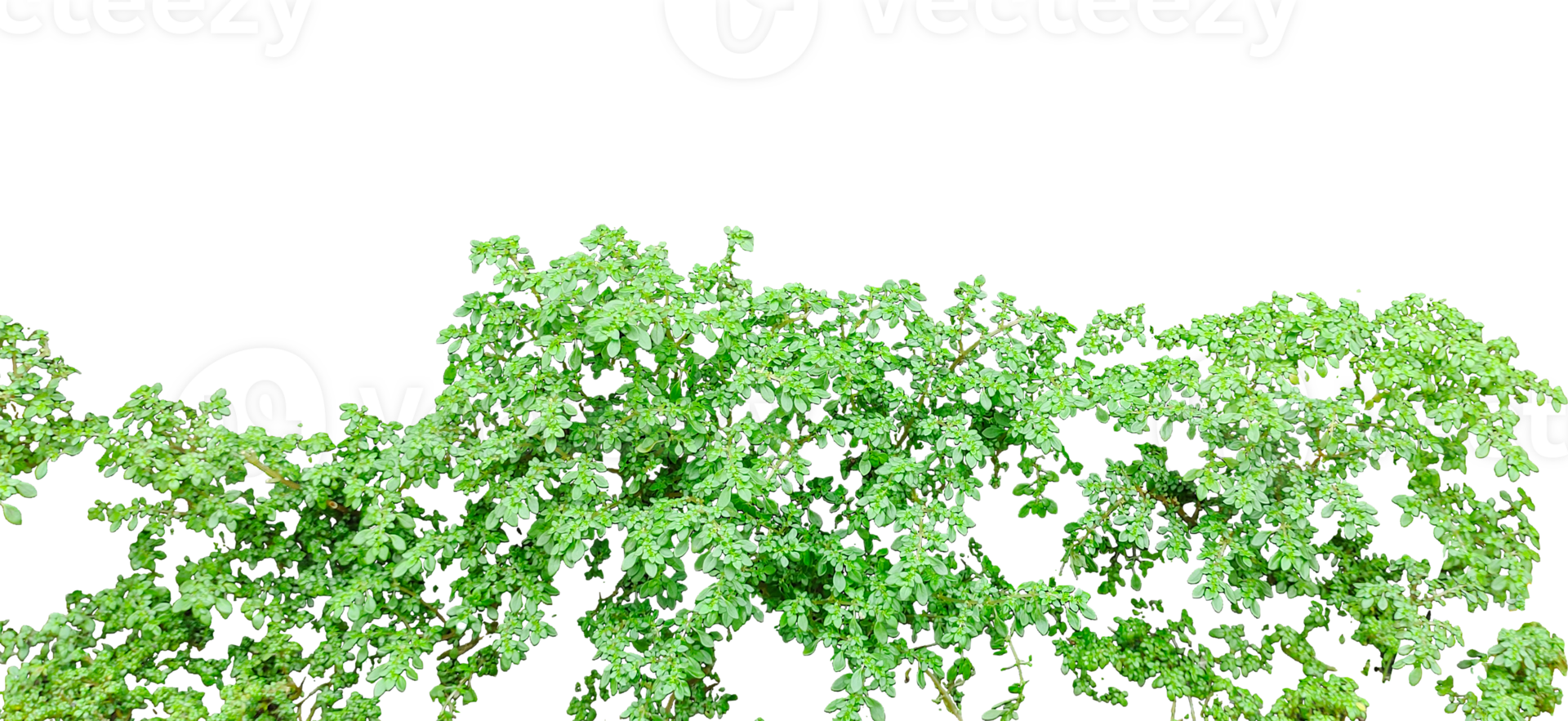 a tree with leaves on it, on a transparent background, green grass isolated, leaves brush isolated on transparent background background, grass isolated on , parsley herbs on , png