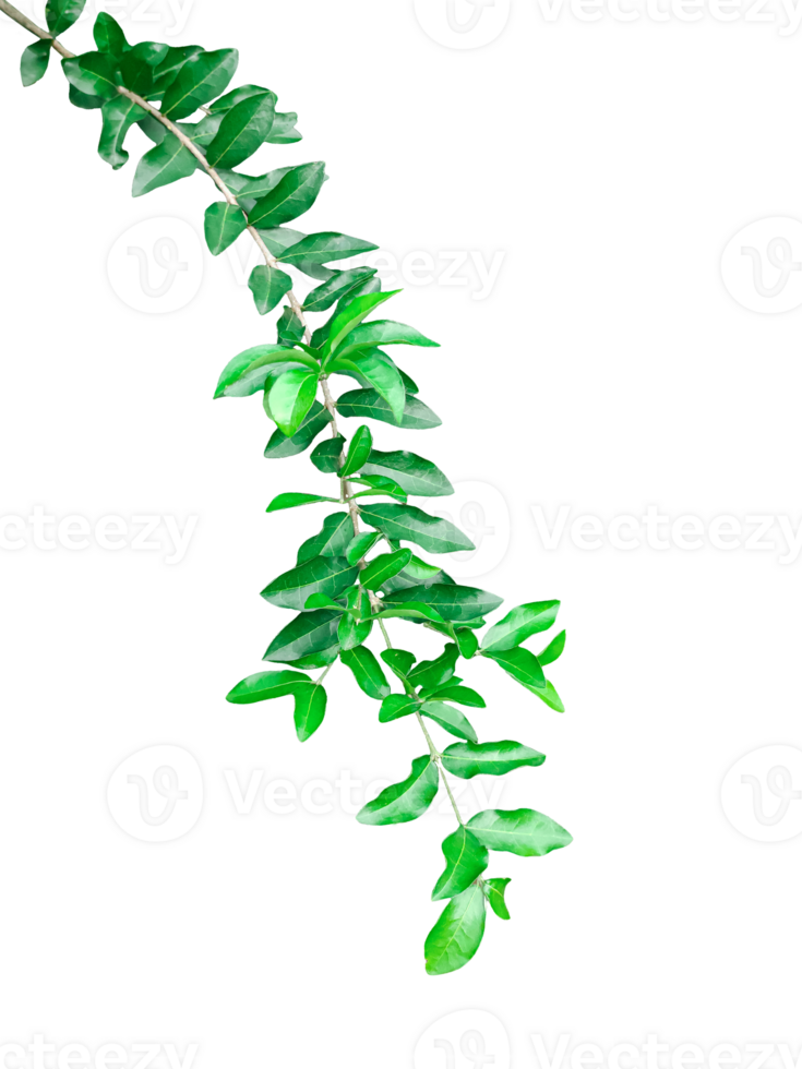 a green plant on a branch with leaves, green plant on a branch with leaves on , png