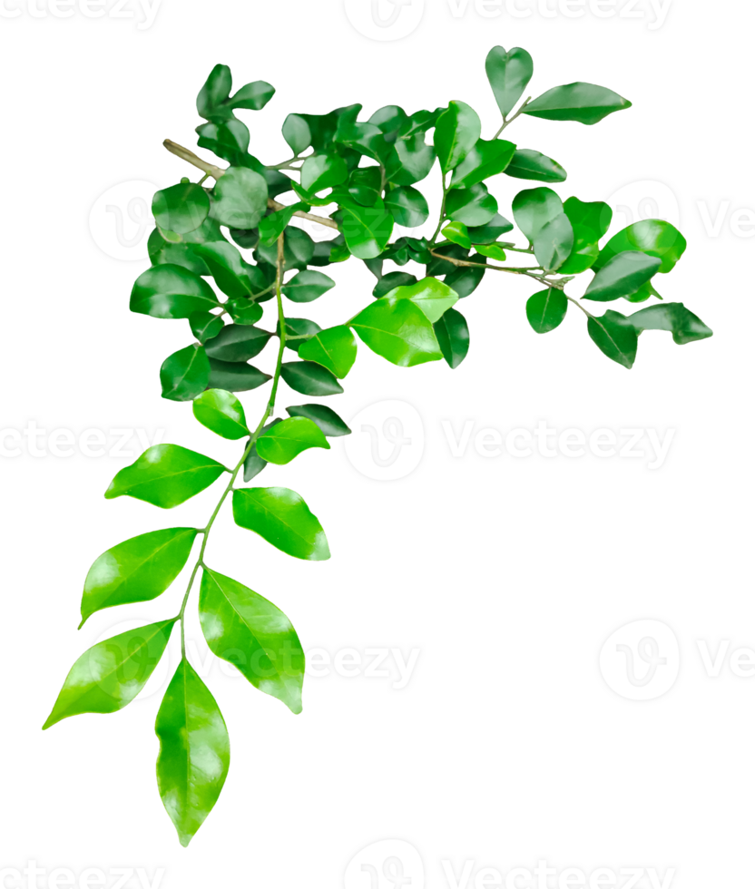 green leaves on a branch , a wood apple tree green leaves hanging from a tree on a transparent background, green plant on a background, png