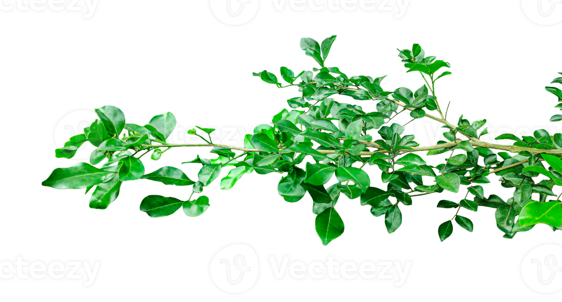 a close up wood apple tree green leaves hanging from a tree on a transparent background, green plant on a background, png