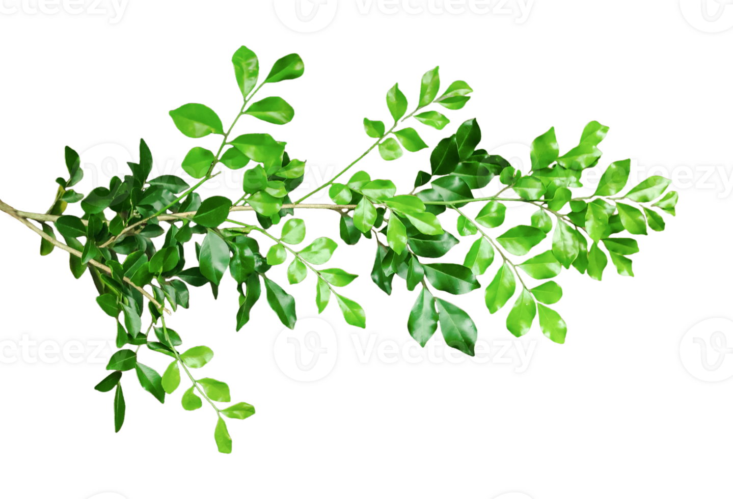 a close up wood apple tree green leaves hanging from a tree on a transparent background, green plant on a background, png