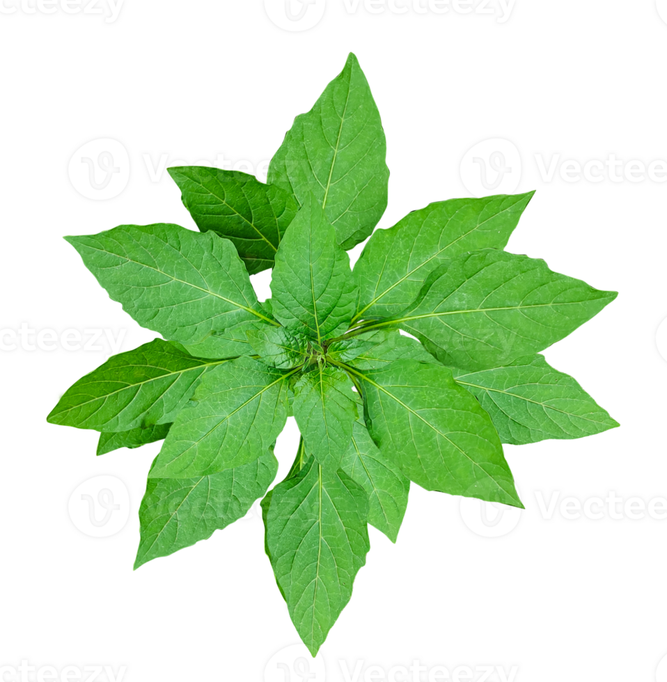 a green plant with leaves on it, green leaves on a branch, image, png