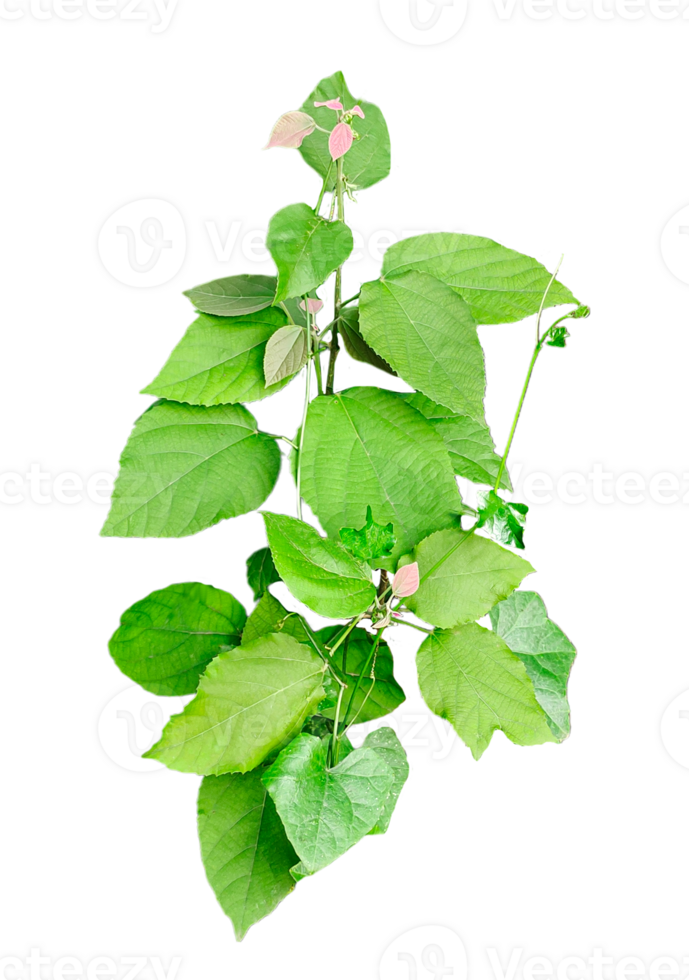 A green leaf isolated on transparent background, a green plant with leaves on it, green leaves on a branch, image, png