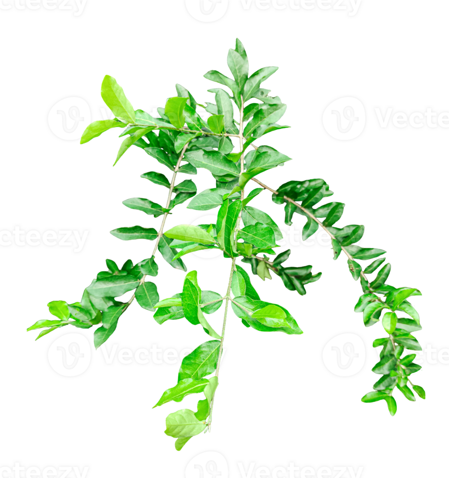 green plant on transparent background, a wood apple tree green leaves hanging from a tree on a transparent background, green plant on a background, png
