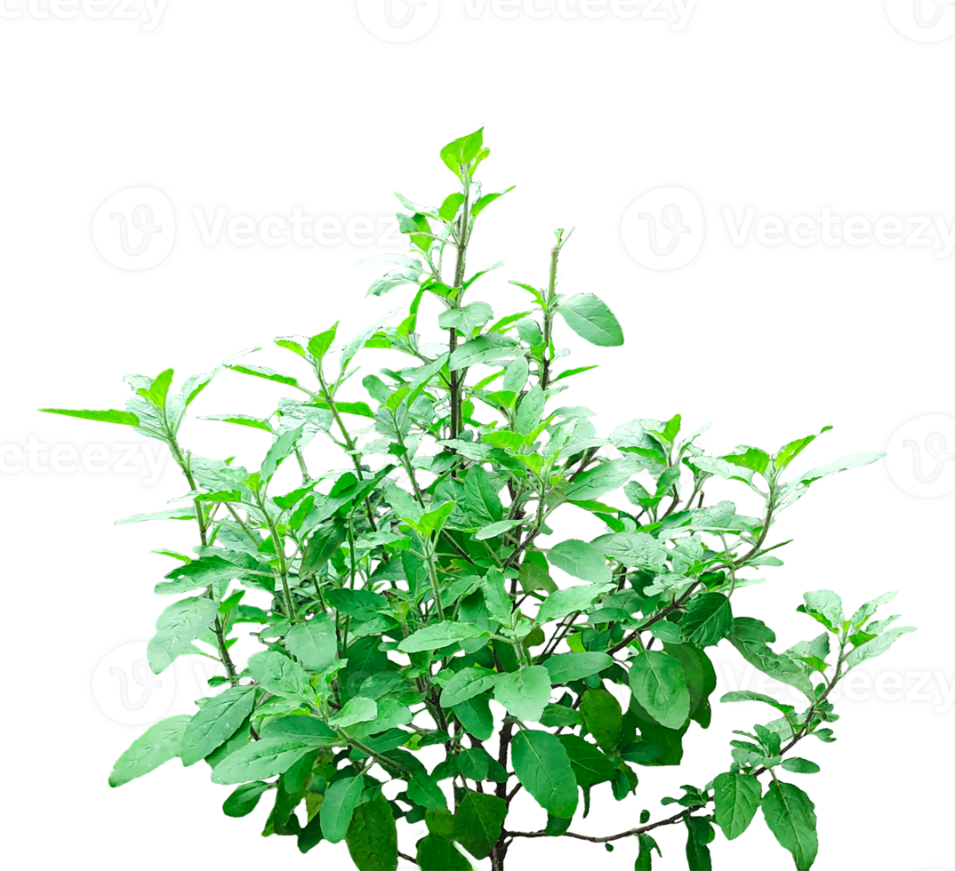 a plant with leaves on it, on a transparent background, branch of a tree, plant isolated on , branch of a tree, png