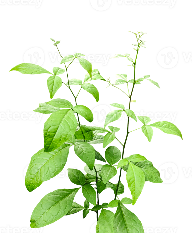 wood apple plant isolated on background, a plant with leaves on it, on a transparent background, a plant with green leaves on a background, png