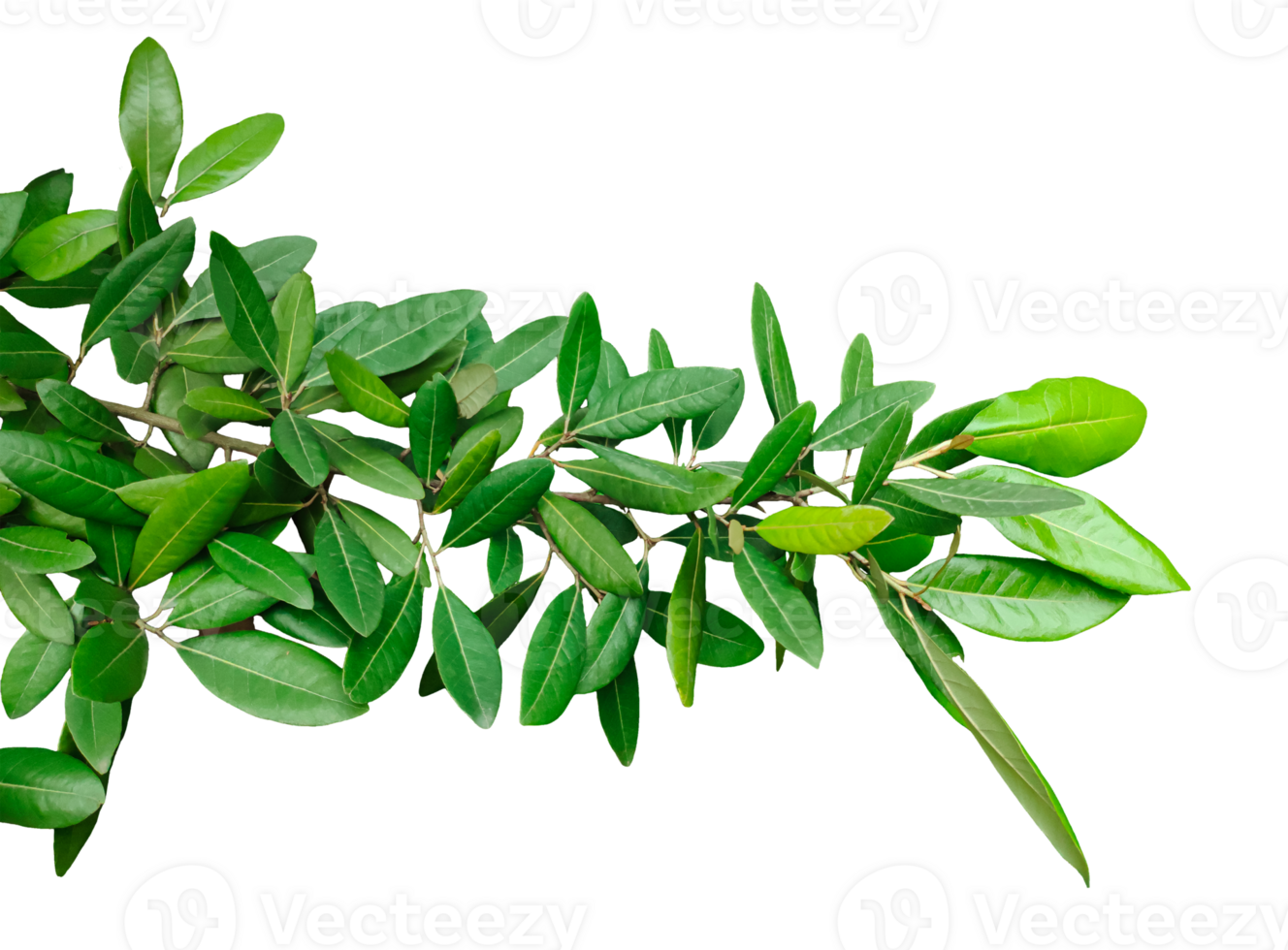 grön löv på en gren bild, grön löv på en gren med en transparent bakgrund, en växt med löv på en gren, png