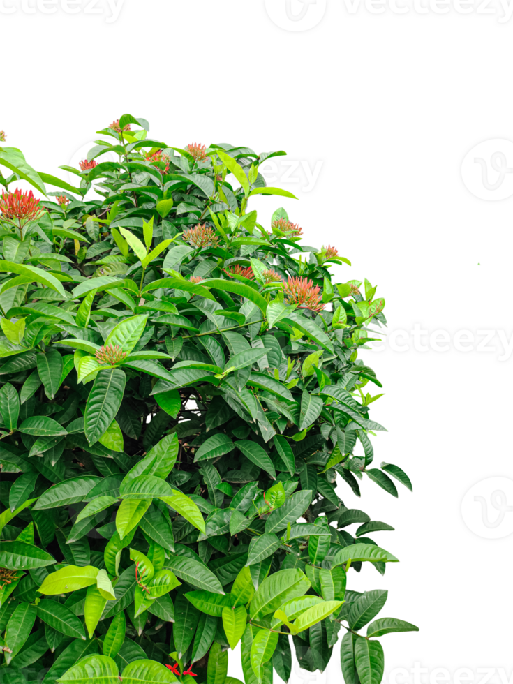 bunch of parsley, green border leaves on white, a green plants wit red flower frame with leaves on top of each other, green leaves on a branch, image, png