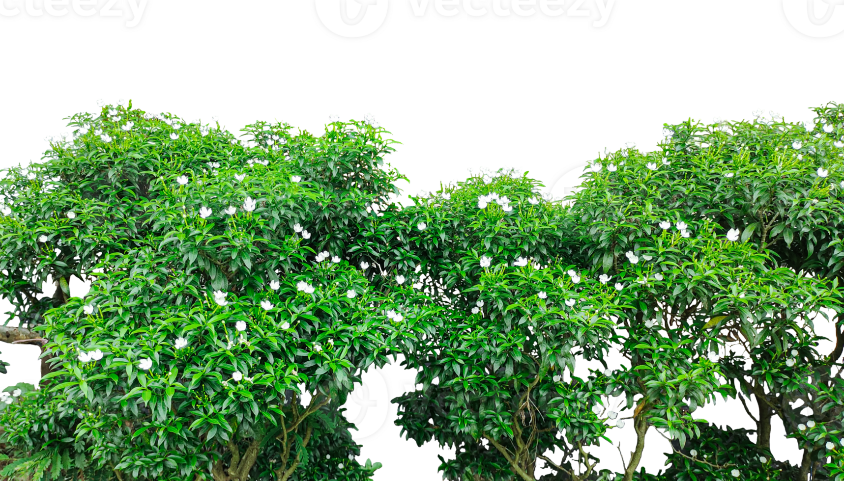 a tree with green leaves and white flower bush on a transparent background, tree bush frame , a tree with green leaves and flowers on it png
