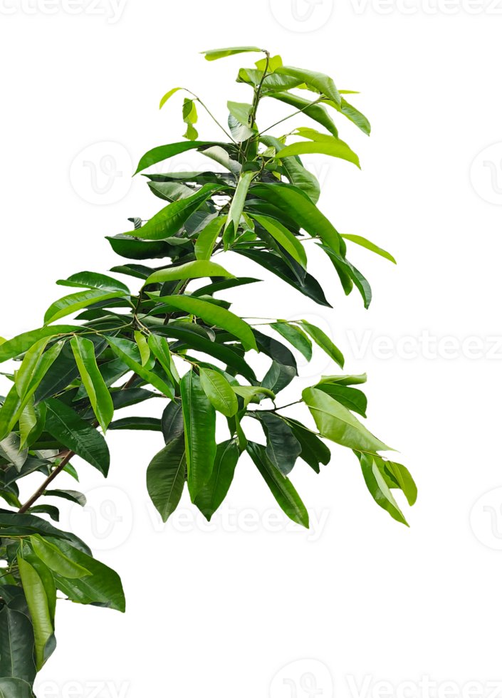green leaves on a branch with a transparent background, a plant with leaves on a branch, png