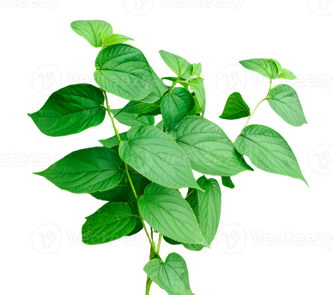green leaf isolated on transparent background, a green plant with leaves on it, green leaves on a branch, image, png