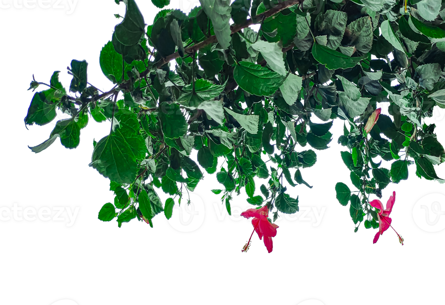 green tree leaves with red flower isolated on , tree branch leaves border, Red Hibiscus holly leaves frame, png
