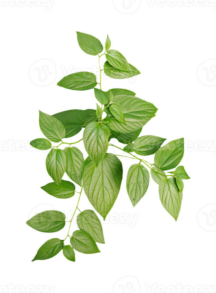 green plant on a branch with leaves, a plant with leaves on it, on a transparent background, a plant with green leaves on a background, png