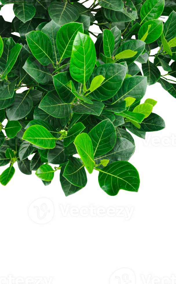 green leaves isolated, green leaves on a branch with a background, green jackfruit plants mockup on transparent background, png