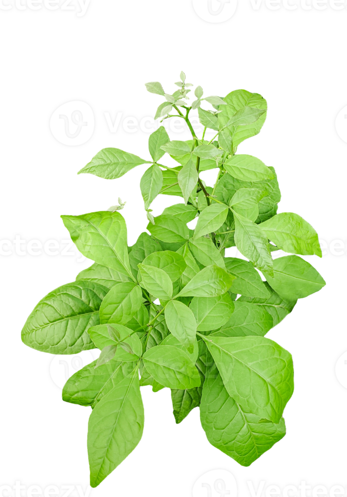 a plant with leaves on it, on a transparent background, a plant with green leaves on a background, png