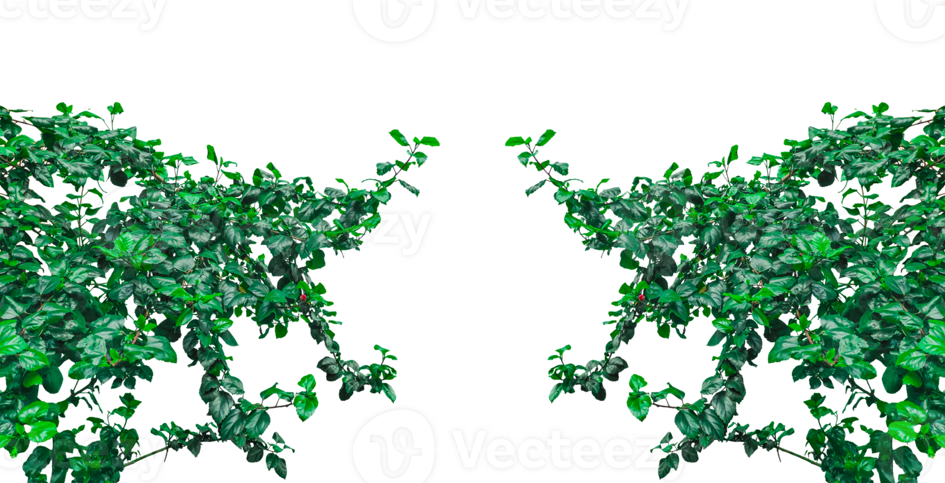 a tree bush with green leaves on a background, green plant frame, green Hibiscus in the grass, png