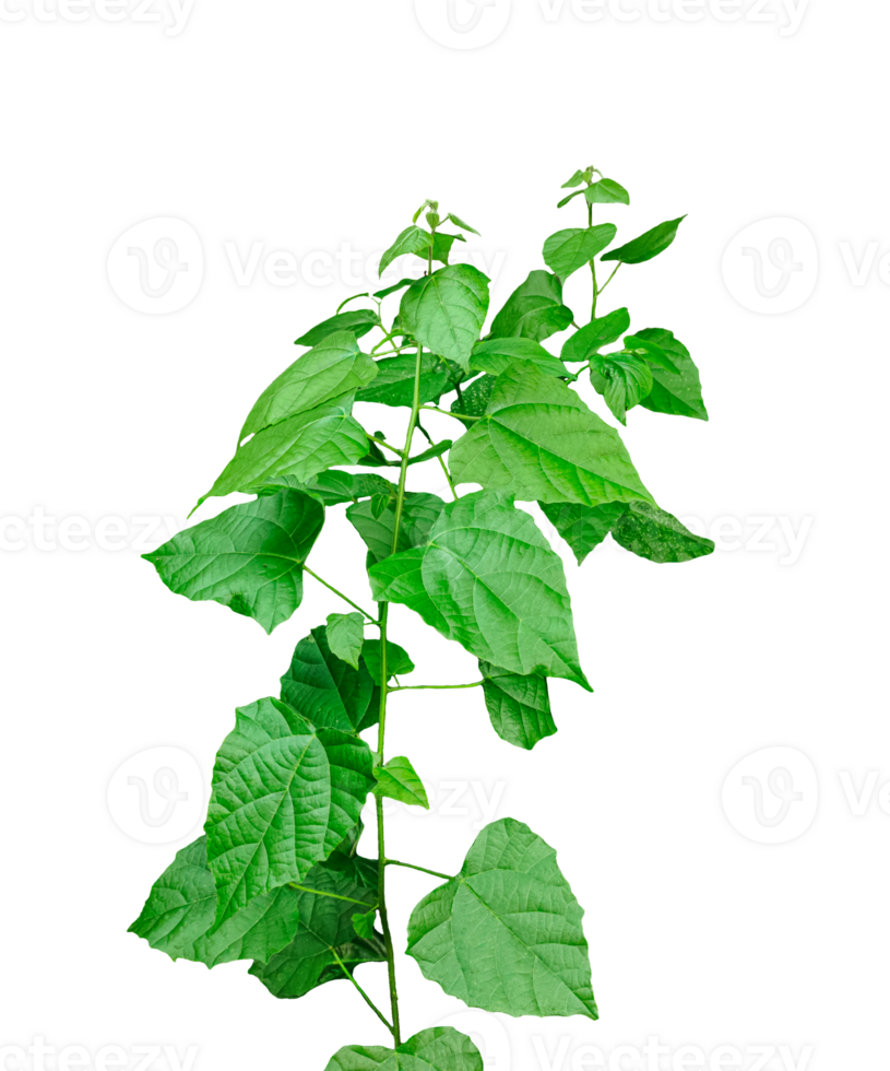 a plant with leaves on it, on a transparent background, a plant with green leaves on a background, png