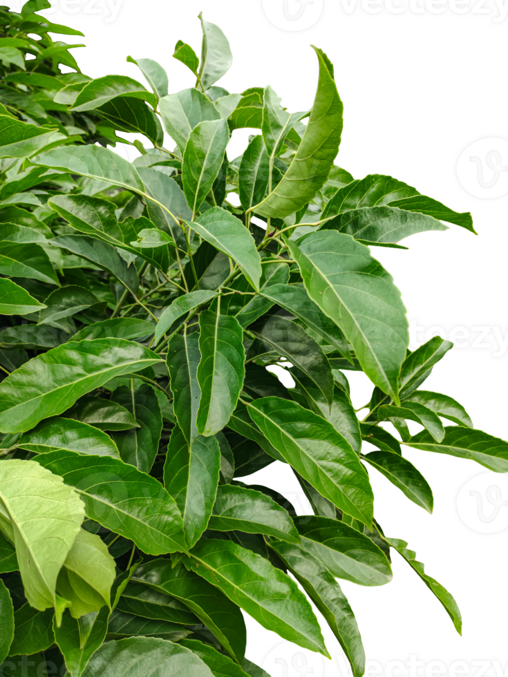 a plant bush with green leaves on a background, fresh green leaves brush, fresh leaves png