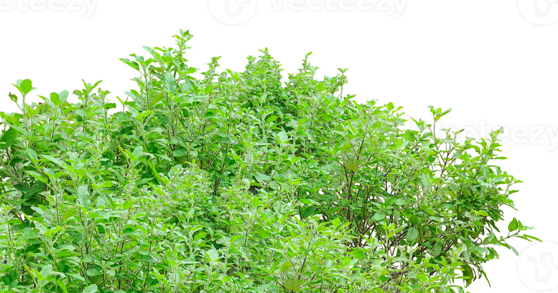 green Basil bush plants on a transparent background, a green tree of Basil leaves bush on a transparent background, tree bush frame png