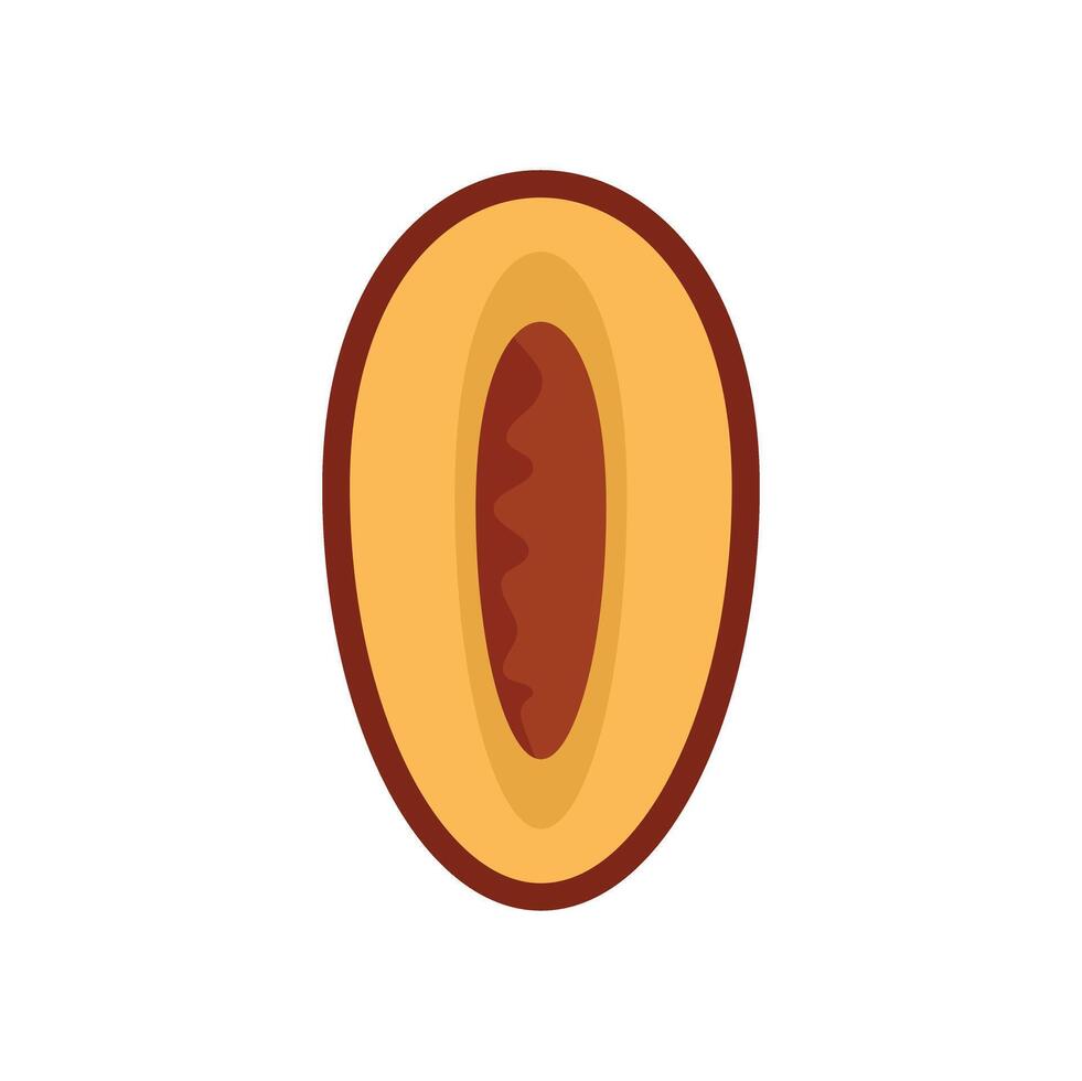 Freshly cut apricot fruit showing the seed inside vector