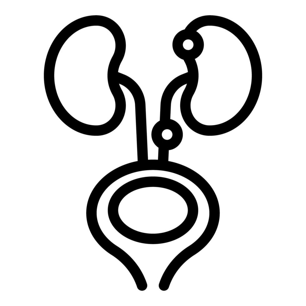 Human kidneys and bladder maintaining water balance in body vector