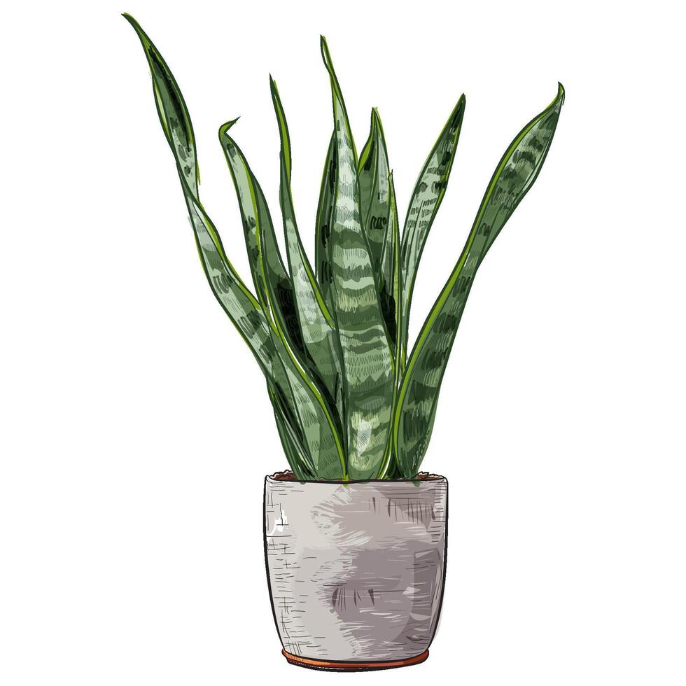 Hand drawing snake tree indoor plant illustration vector