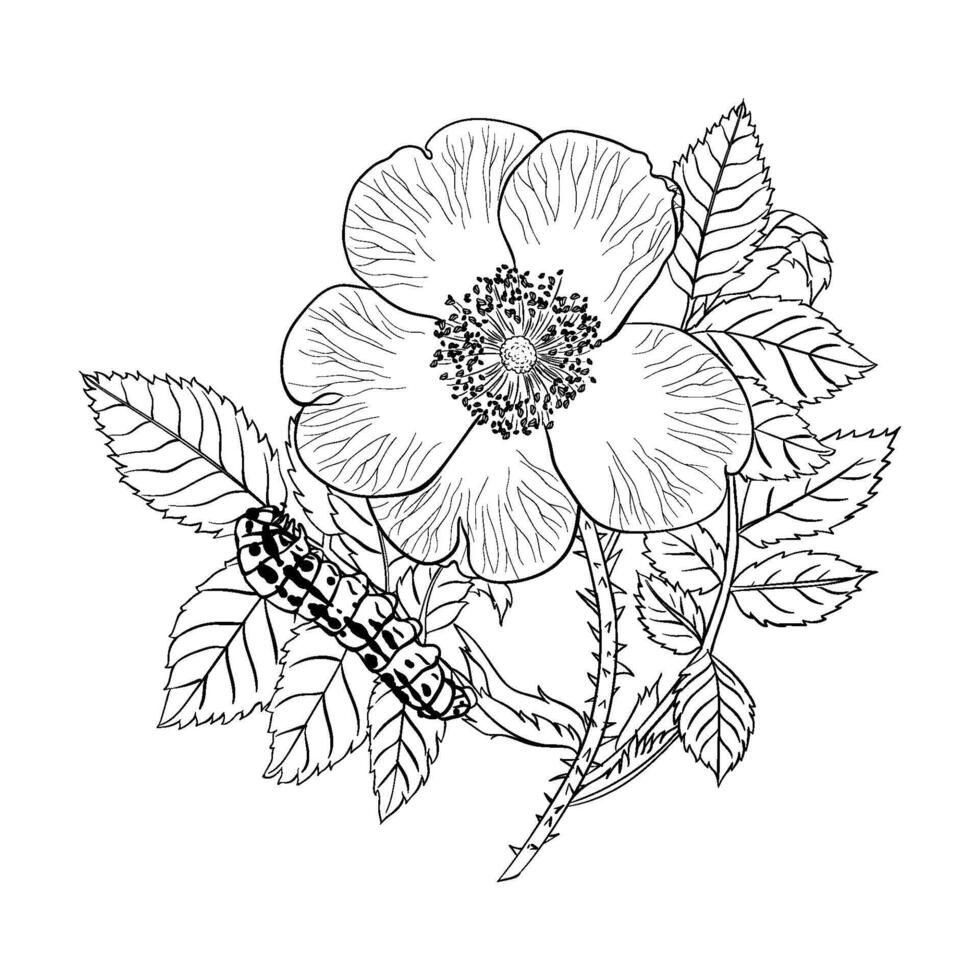 Rose with caterpillar hand drawing Science illustration vector