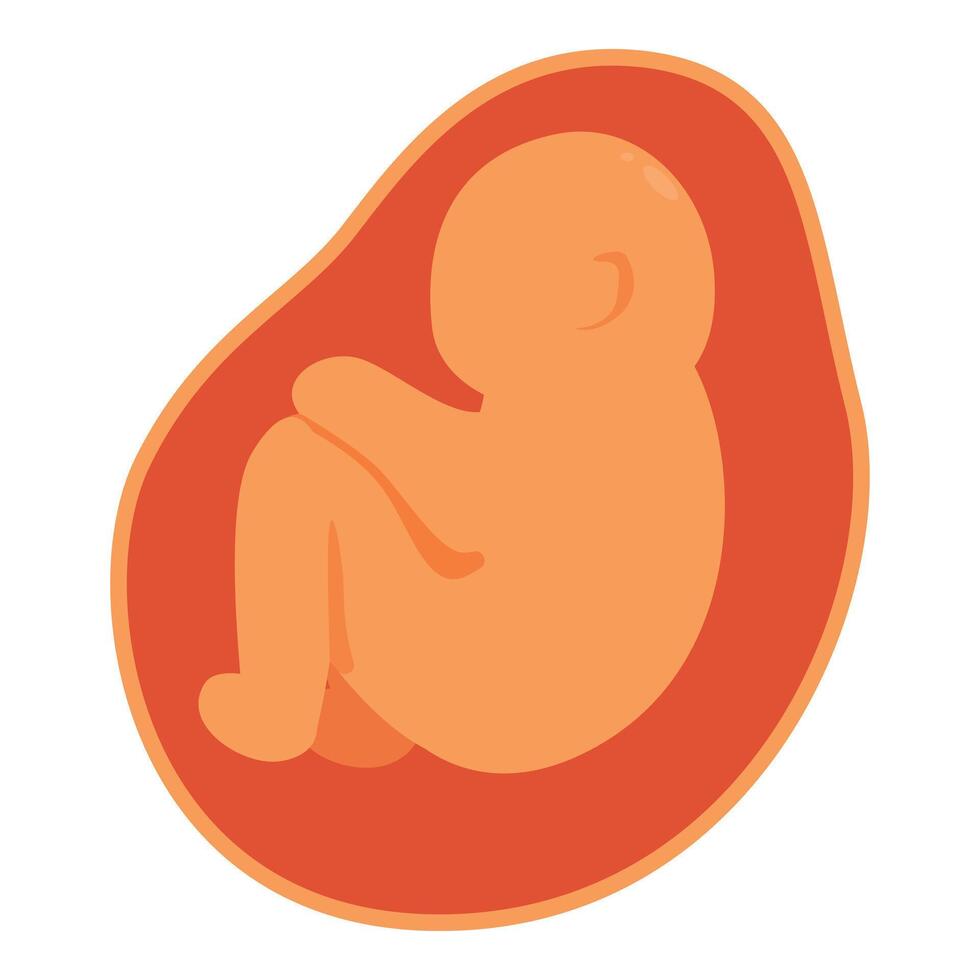 Fetus growing inside placenta, human embryo development illustration vector