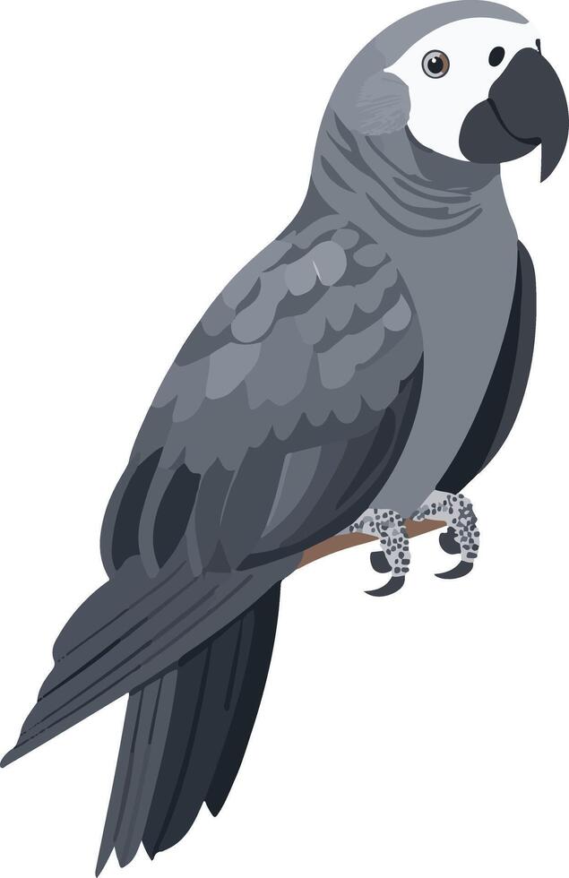 charming cute simple African gray parrot clipart vector