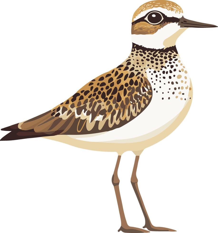 cute simple American golden plover clipart vector