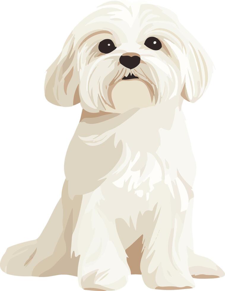 cute simple Maltese clipart vector