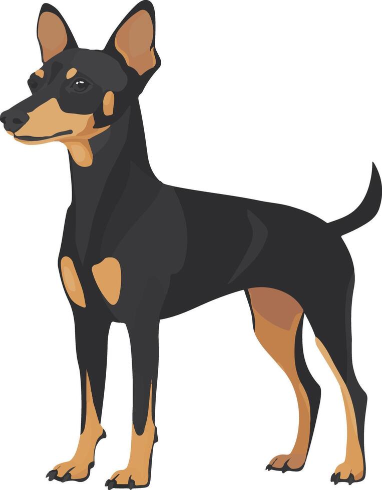 cute simple Manchester Terrier clipart vector