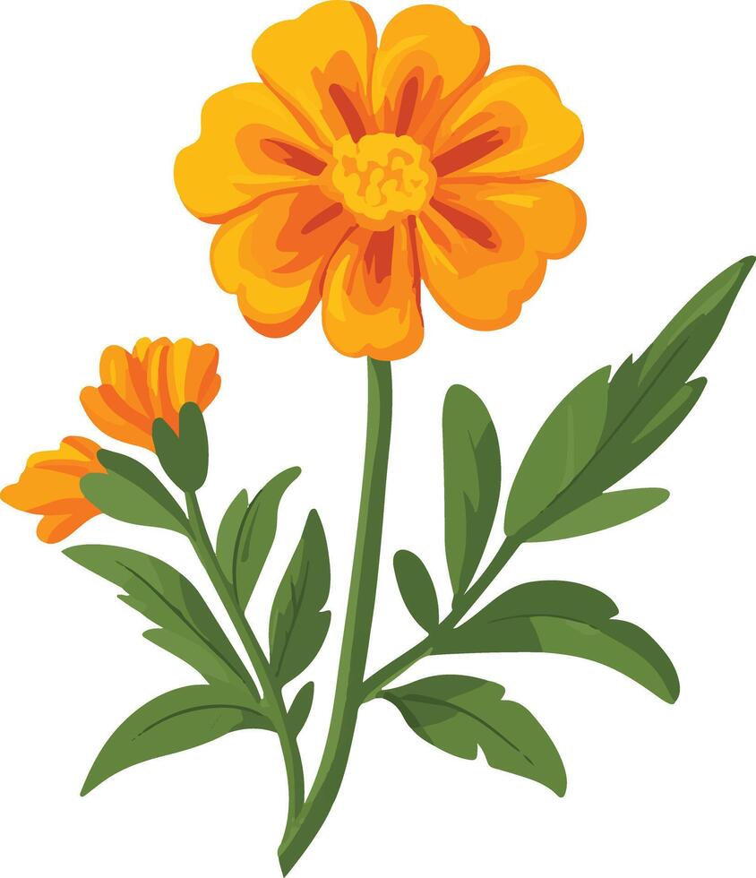 cute simple marigold clipart vector