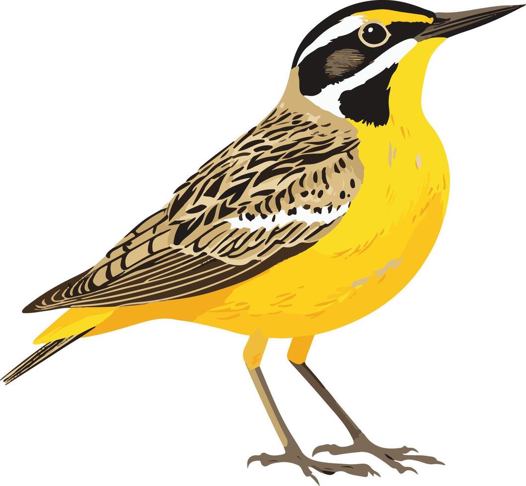 cute simple meadowlark clipart vector
