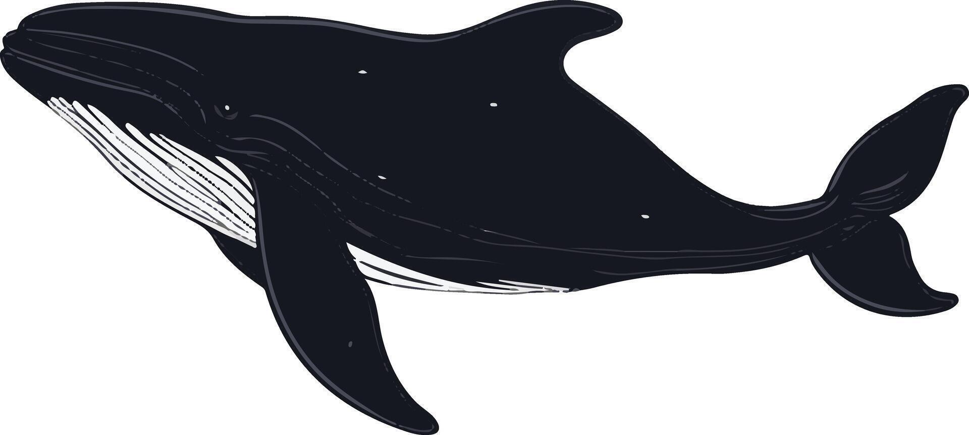 sweet cute simple northern right whale clipart vector