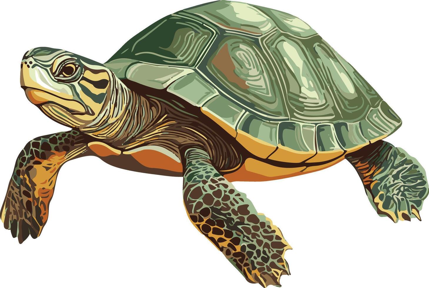 sweet cute simple painted turtle clipart vector
