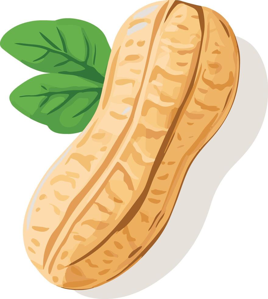 cute simple peanut clipart vector