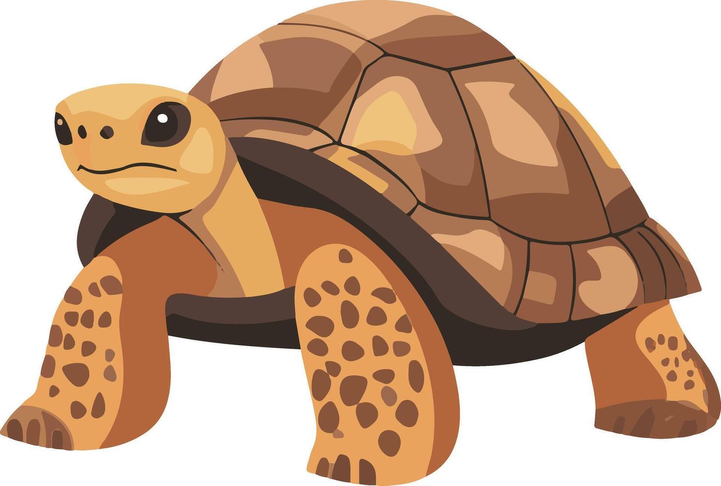 cute simple ploughshare tortoise clipart vector