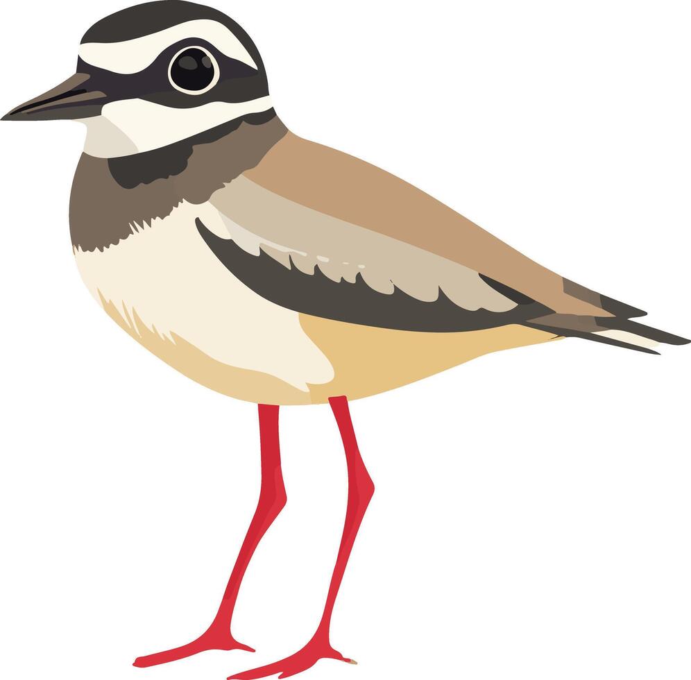 adorable cute simple plover clipart vector