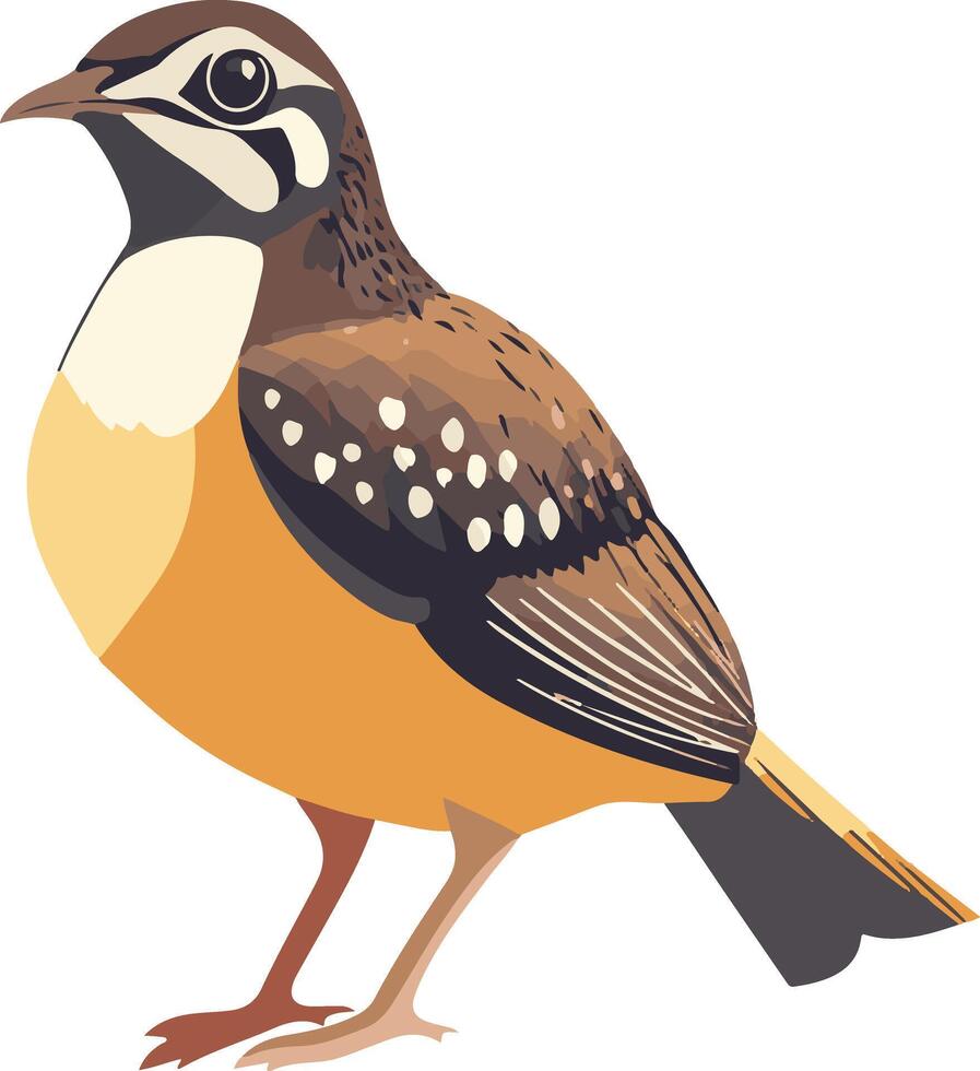 cute simple quail clipart vector