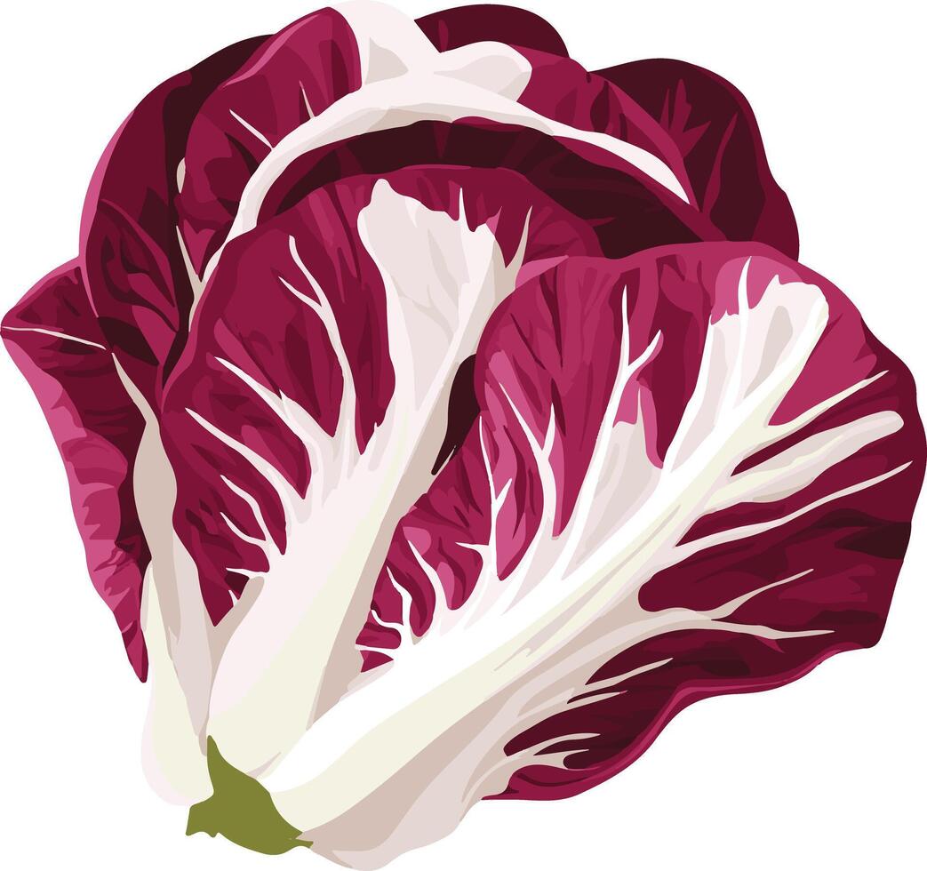 cute simple radicchio clipart vector