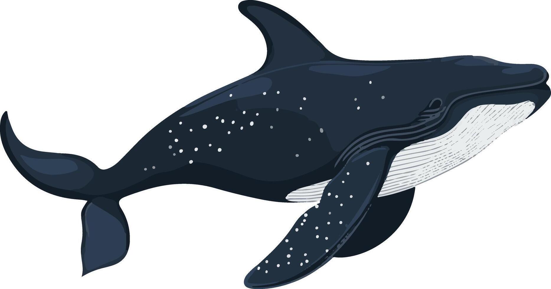 adorable cute simple right whale clipart vector